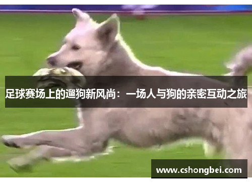 足球赛场上的遛狗新风尚：一场人与狗的亲密互动之旅